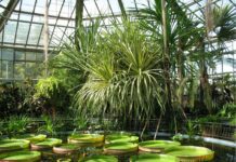 Grădina Botanică din București – un loc unde se păstrează peste jumătate de milion de exemplare de plante herborizate