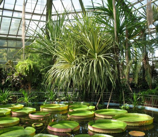 Grădina Botanică din București – un loc unde se păstrează peste jumătate de milion de exemplare de plante herborizate