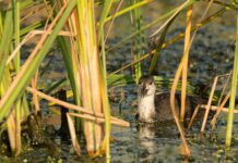 Природний парк Комана — другий в Румунії за біологічним різноманіттям на своїй території