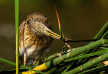 Історія створення природного парку Вакарешті, сягає часів диктатора Чаушеску