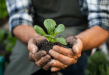 Органічні продукти у Бухаресті: історія Тудора Станчіу