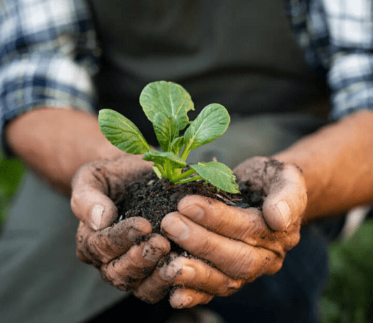 Produsele ecologice în București: povestea lui Tudor Stanciu