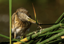 Istoria Creării Parcului Natural Văcărești: de la Proiectul lui Ceaușescu la Delta Urbană a Bucureștiului