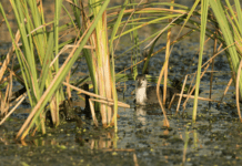 Parcul Natural Comana – Al Doilea Parc ca Biodiversitate din România