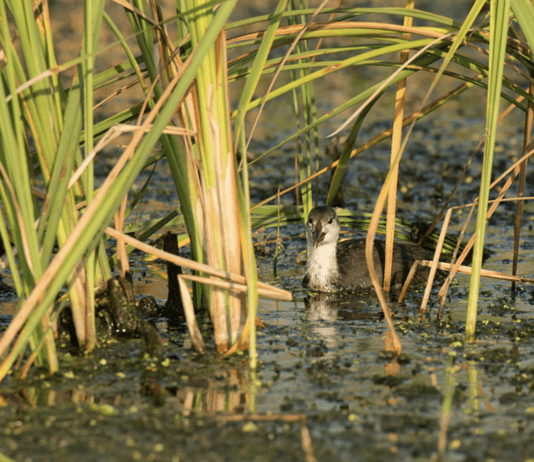 Parcul Natural Comana – Al Doilea Parc ca Biodiversitate din România