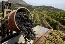 Viticultura în București și în regiune