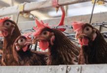 „Agro-Avic Prosper SRL” – cea mai mare fermă avicolă din București