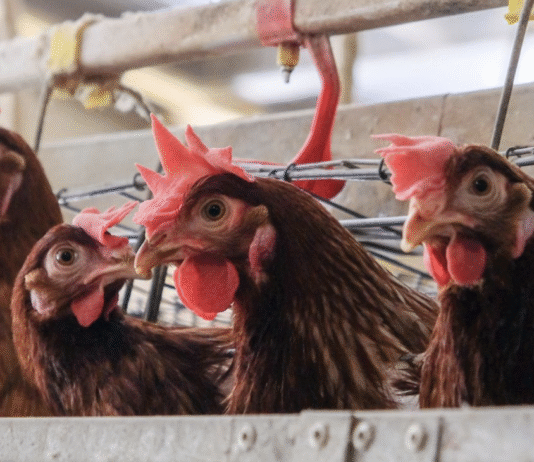 „Agro-Avic Prosper SRL” – cea mai mare fermă avicolă din București