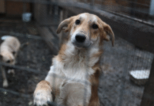 Cum luptă orașul pentru drepturile animalelor fără stăpân