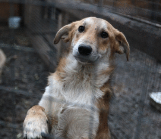 Cum luptă orașul pentru drepturile animalelor fără stăpân