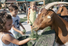 „Ferma Animalelor” – una dintre cele mai populare ferme pentru recreere în familie