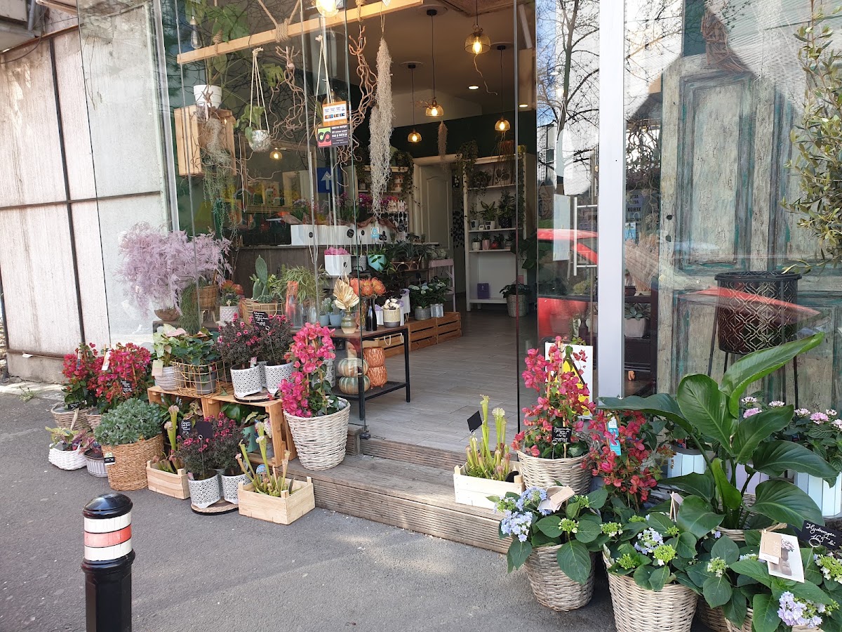Floraria SAIVNI — Florist