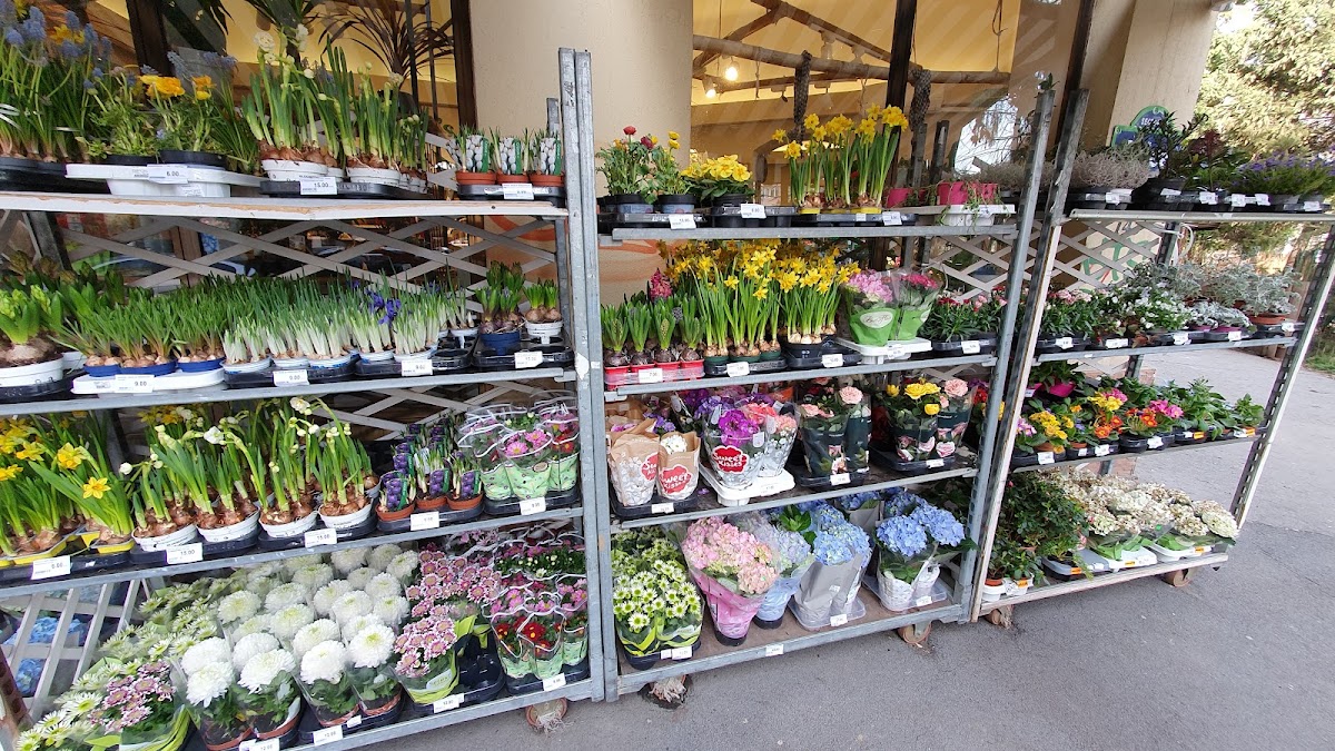 Floraria Trias — Florist